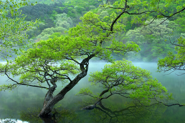 树植物水风景