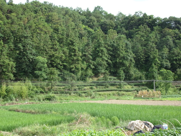 长龙风景图片