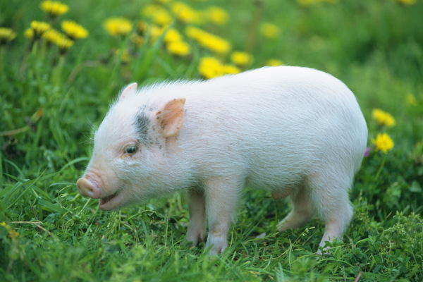 猪崽图片