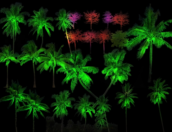 椰子树亮化图片