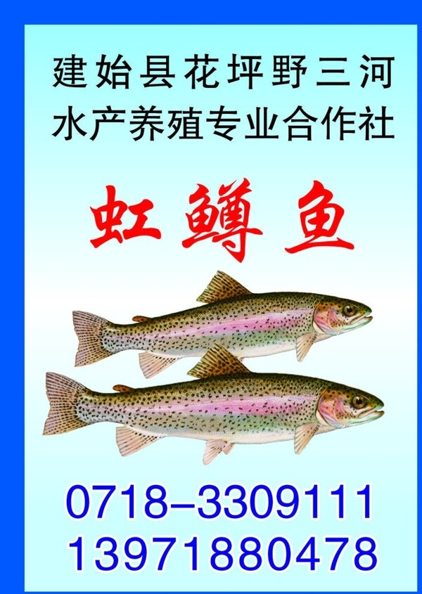 虹鳟鱼水产养殖图片