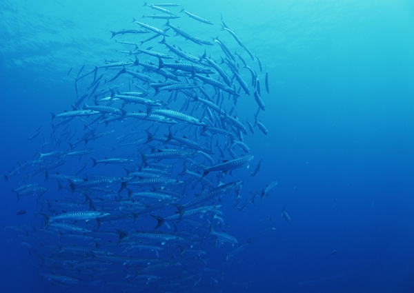 海洋沙丁鱼鱼类图片摄影图JPG