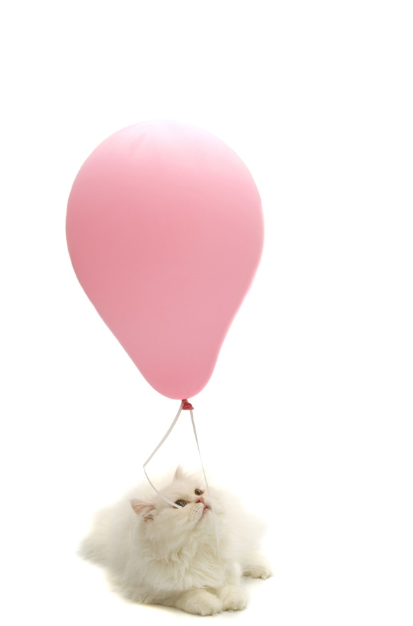 小猫和气球