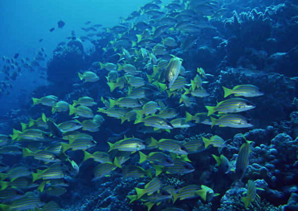 海洋生物