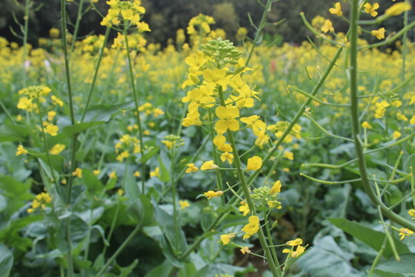 油菜花图片