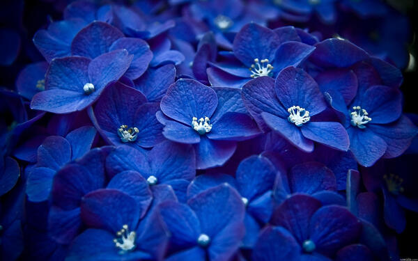 蓝色紫阳花图片