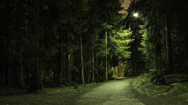 高清夜间树林风景图