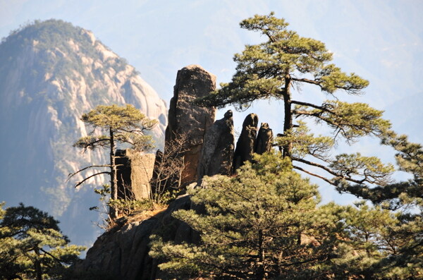 黄山风景松树2图片