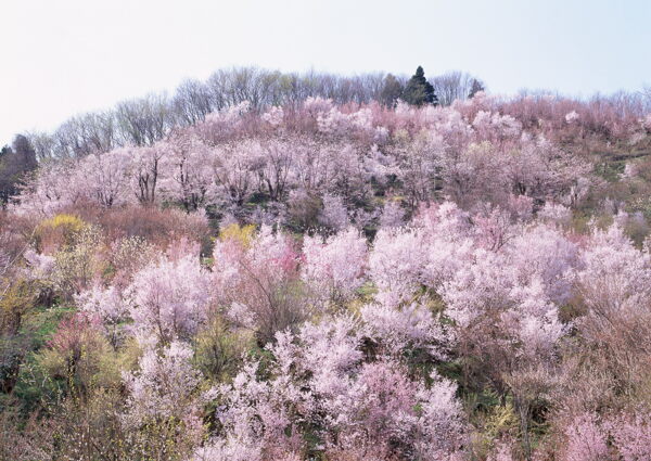 春暖花开花