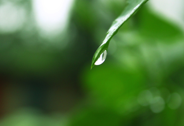 雨后的水珠图片