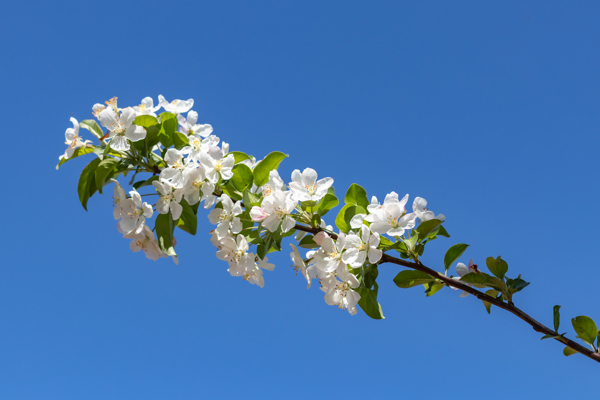 苹果花