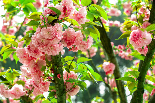 灿烂樱花