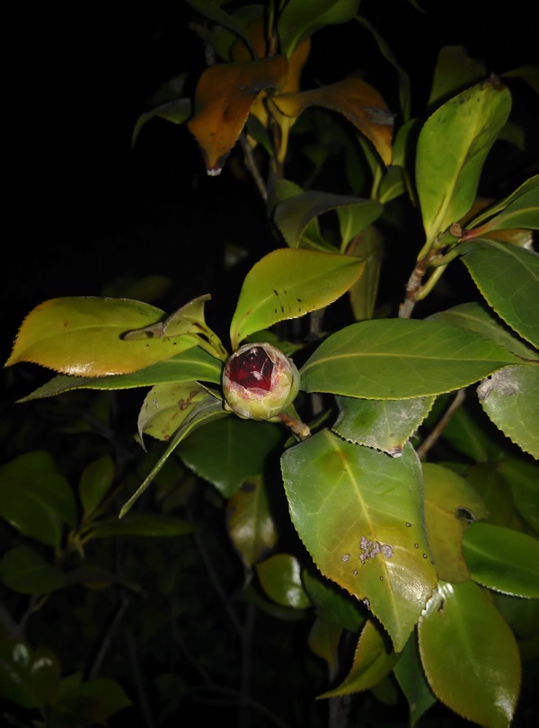 夜里的山茶花图片