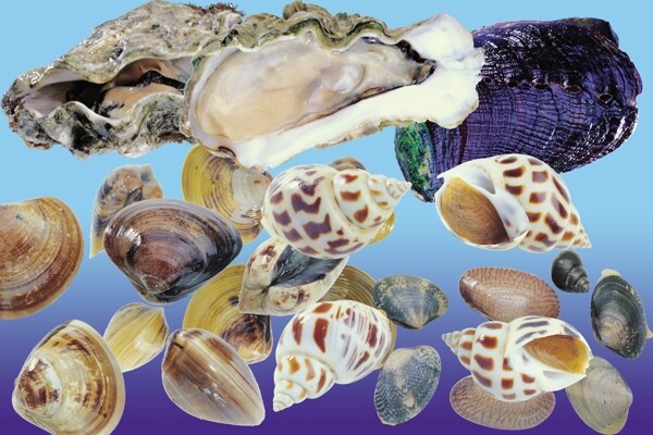 贝类牡蛎蛤蜊图片