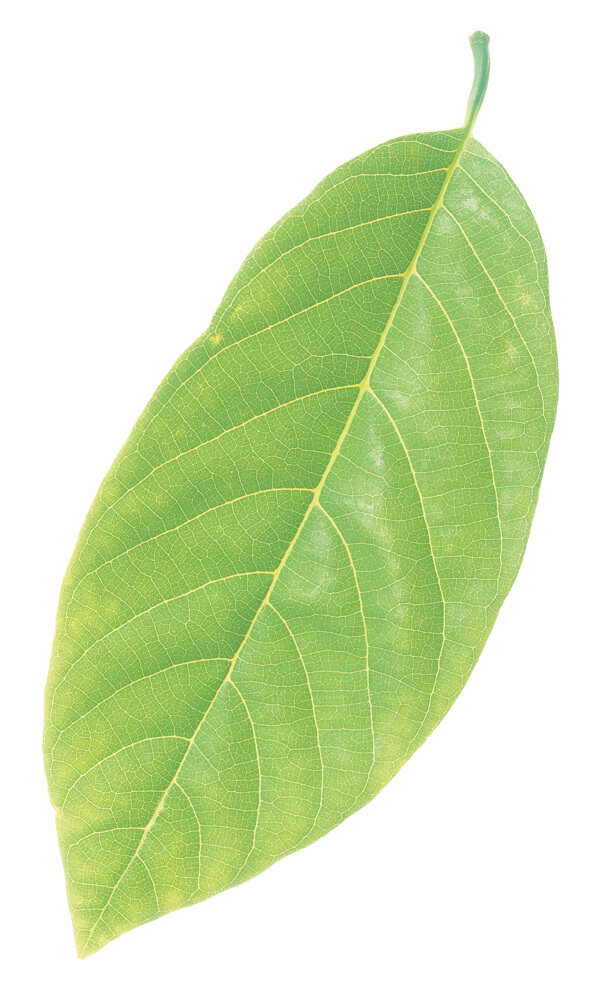 绿色植物叶子图片