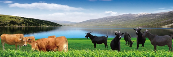 牛羊风景