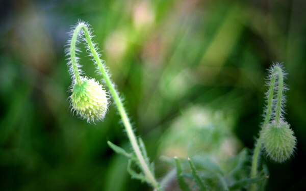 特写草