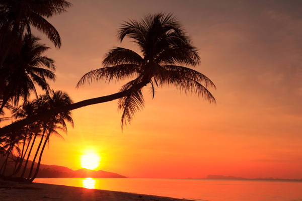 夕阳椰子树海洋风景图片