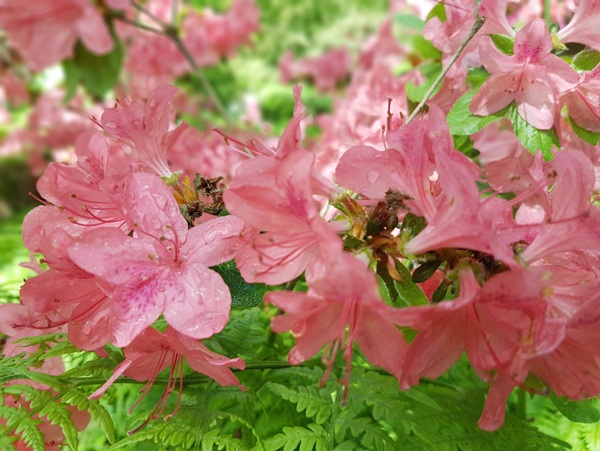 淡粉色杜鹃花