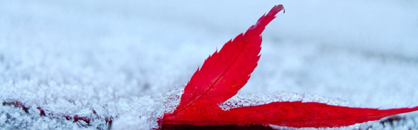 红叶1920雪景背景素材98