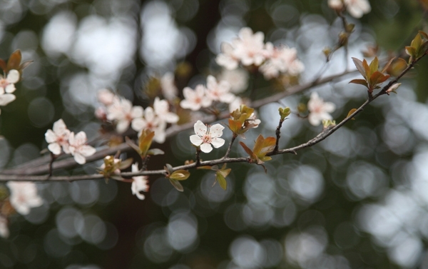 迎春花图片