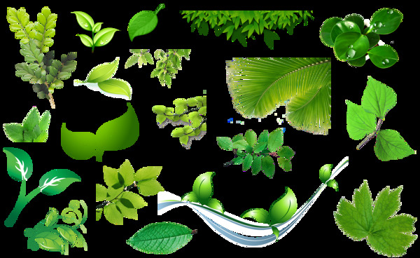 卡通绿色植物叶子png元素