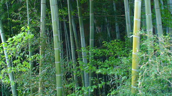 日本风光竹林图片