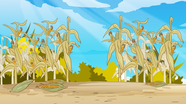 秋季玉米地背景素材