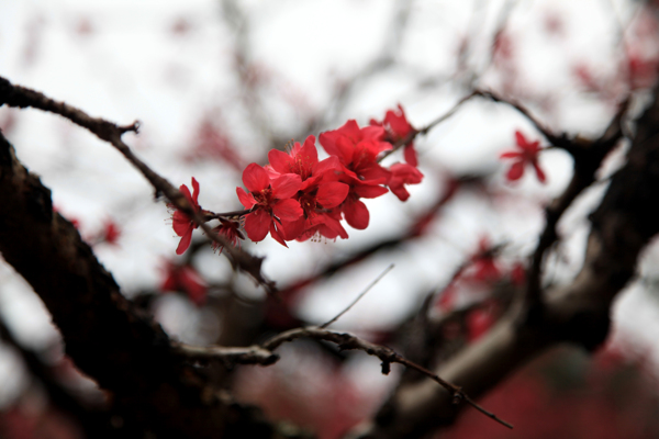 水蜜桃花图片