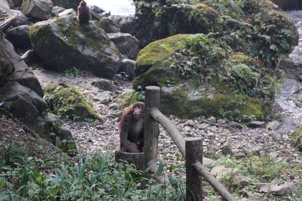 峨眉山图片