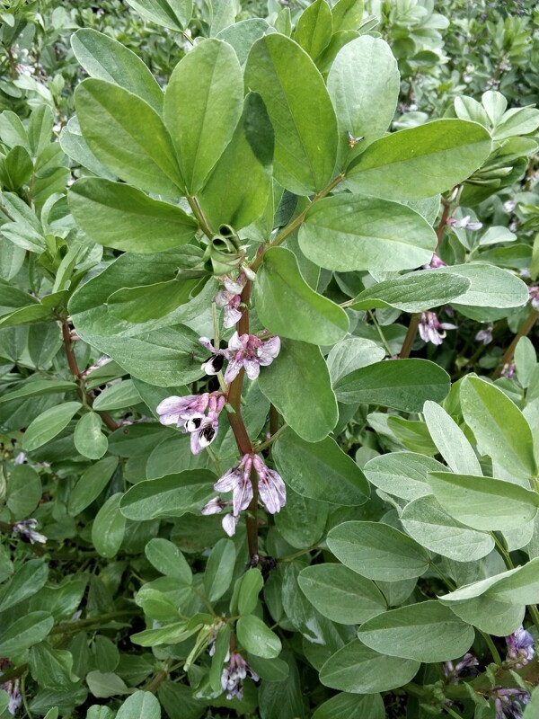 胡豆花胡豆花绿色