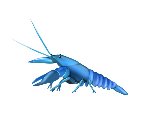 蓝色龙虾动物插画