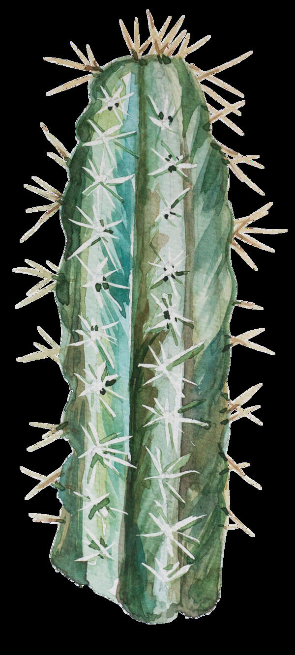 手绘沙漠植物透明素材