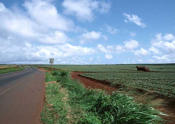 乡村田园图片庄稼植物田野天空