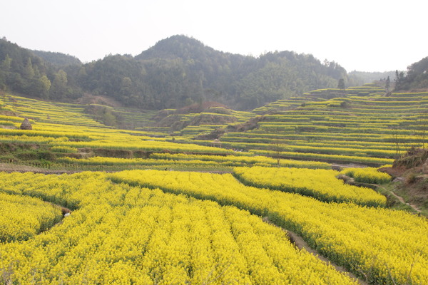 梯田油菜花图片