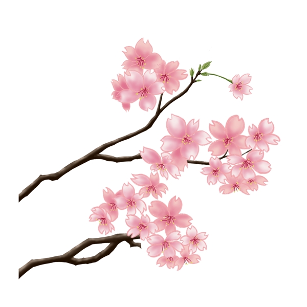 春季樱花树盛开插画