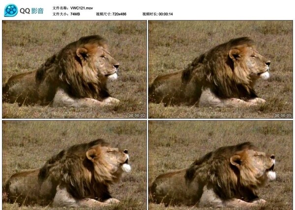 狮子雄狮视频实拍素材