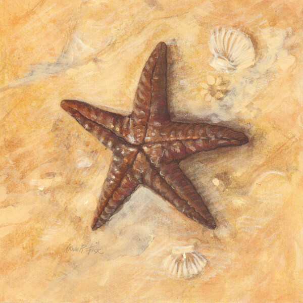 田园海星图片