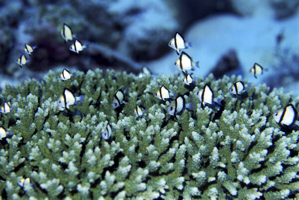 海洋生物