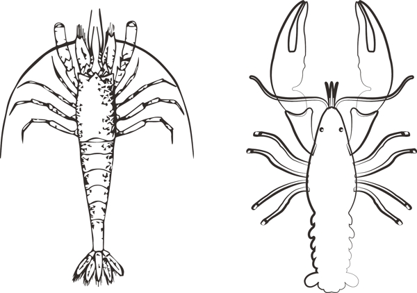 小龙虾图片