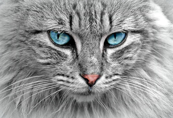 高冷蓝色眼睛灰猫