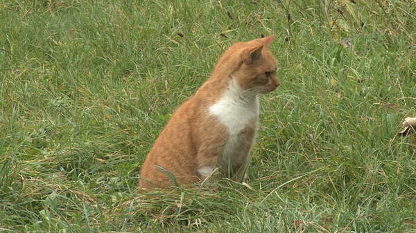 德国的猫坐在草地上股票的录像视频免费下载