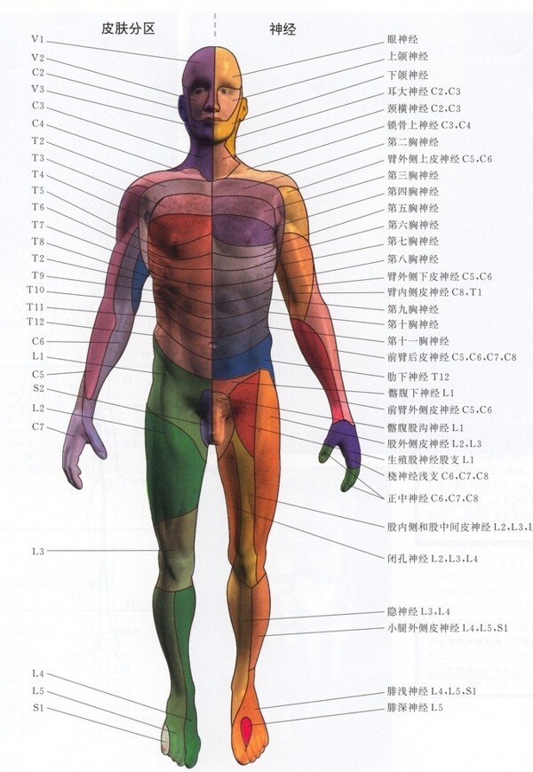 人体神经分布图片