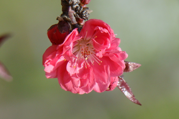 一朵樱花