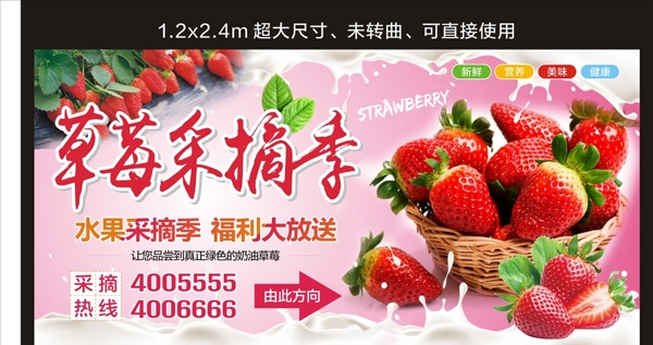 草莓采摘季