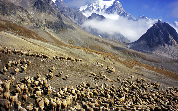山地下的羊群