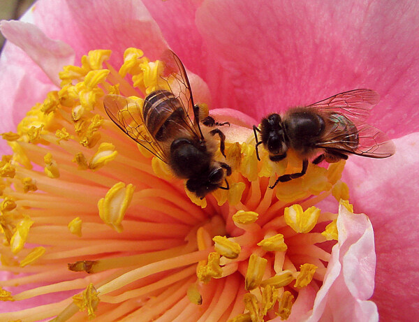 蜜蜂图片
