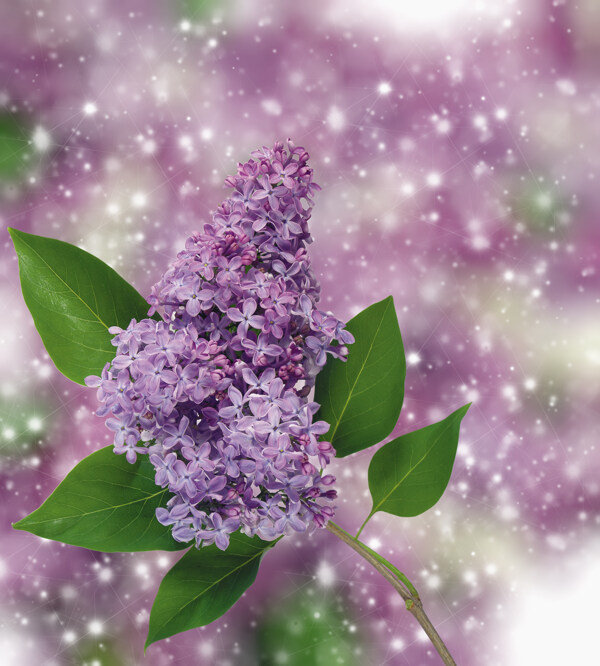 梦幻紫色鲜花背景