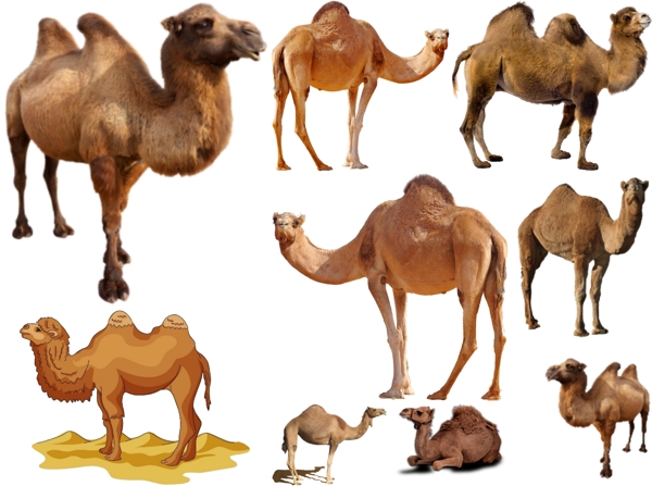 骆驼png免扣高清素材图片