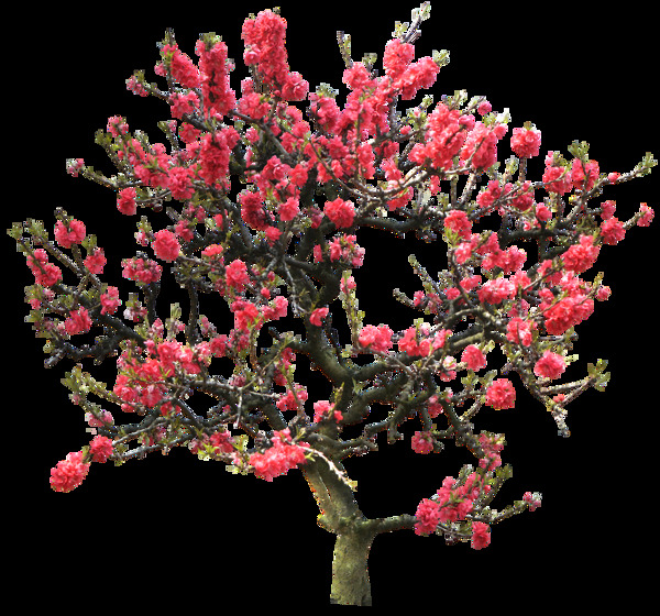 红色桃花园林树木png元素
